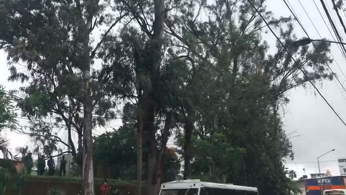 24 Morelos Árbol Eucalipto