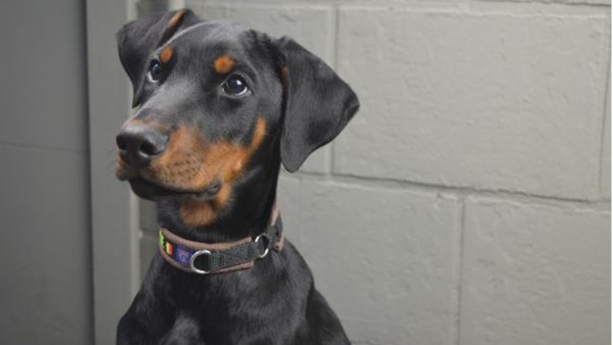 24 Morelos Perro doberman