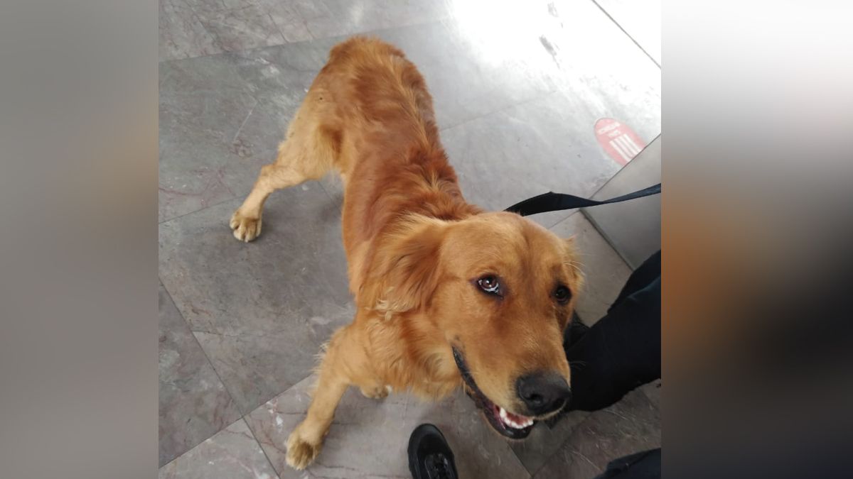 24 Morelos Perrito rescatado en el metro