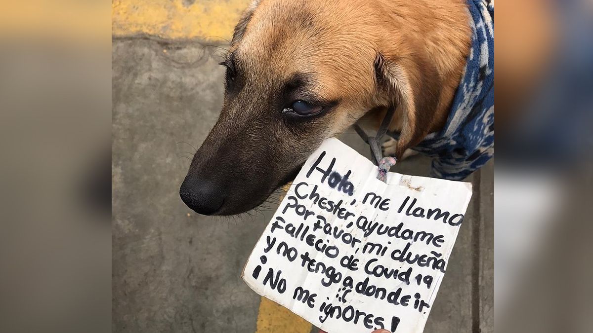 24 Morelos perro buscaba casa