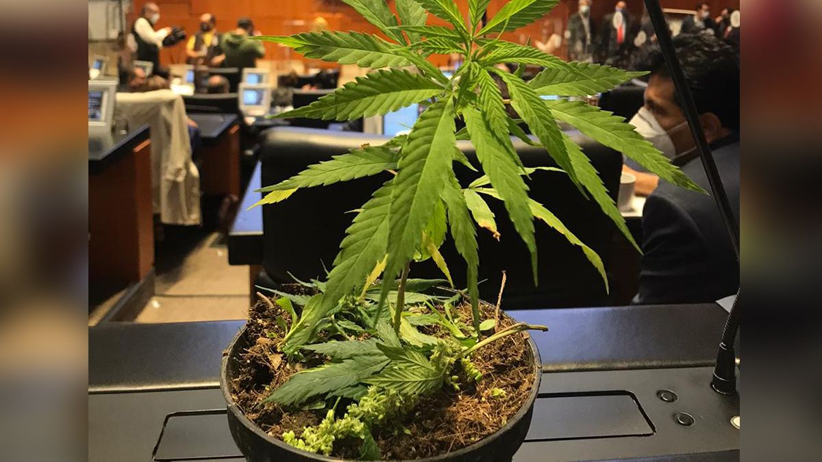 24 Morelos Planta de Marihuana en el Senado