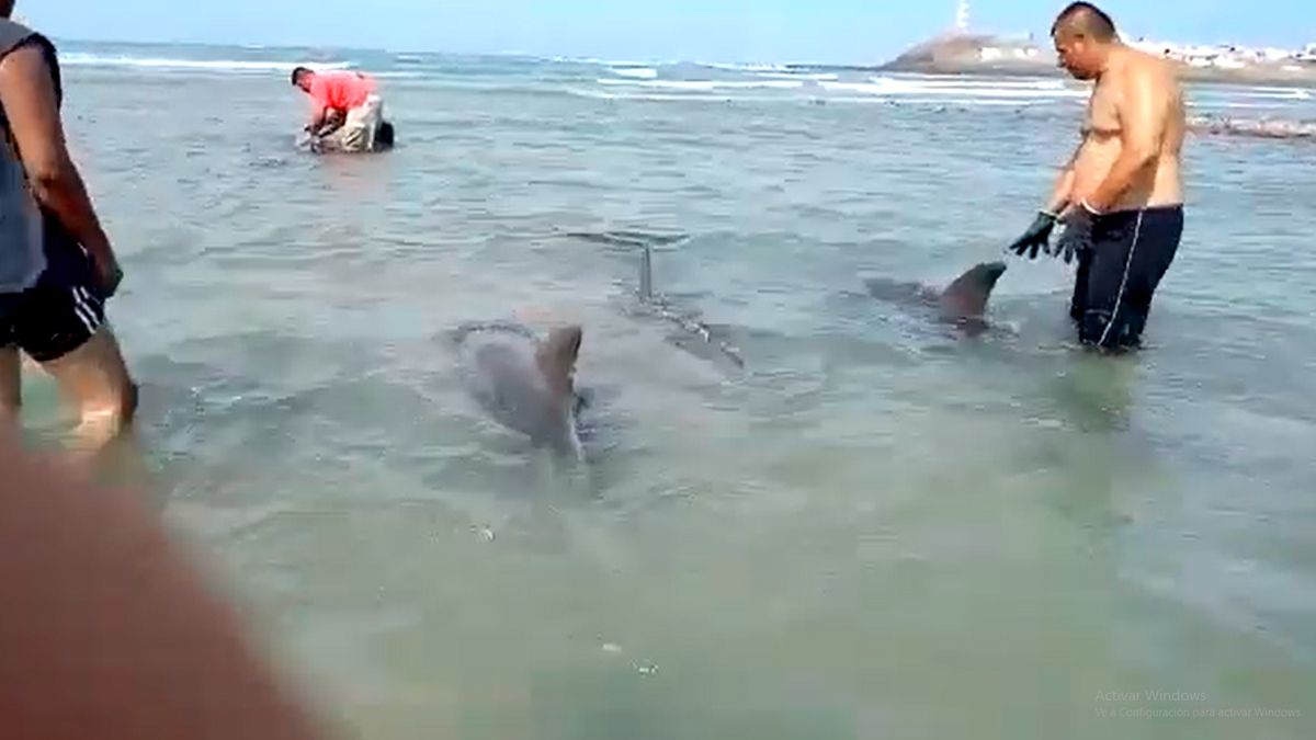 24 Morelos Delfines rescatados