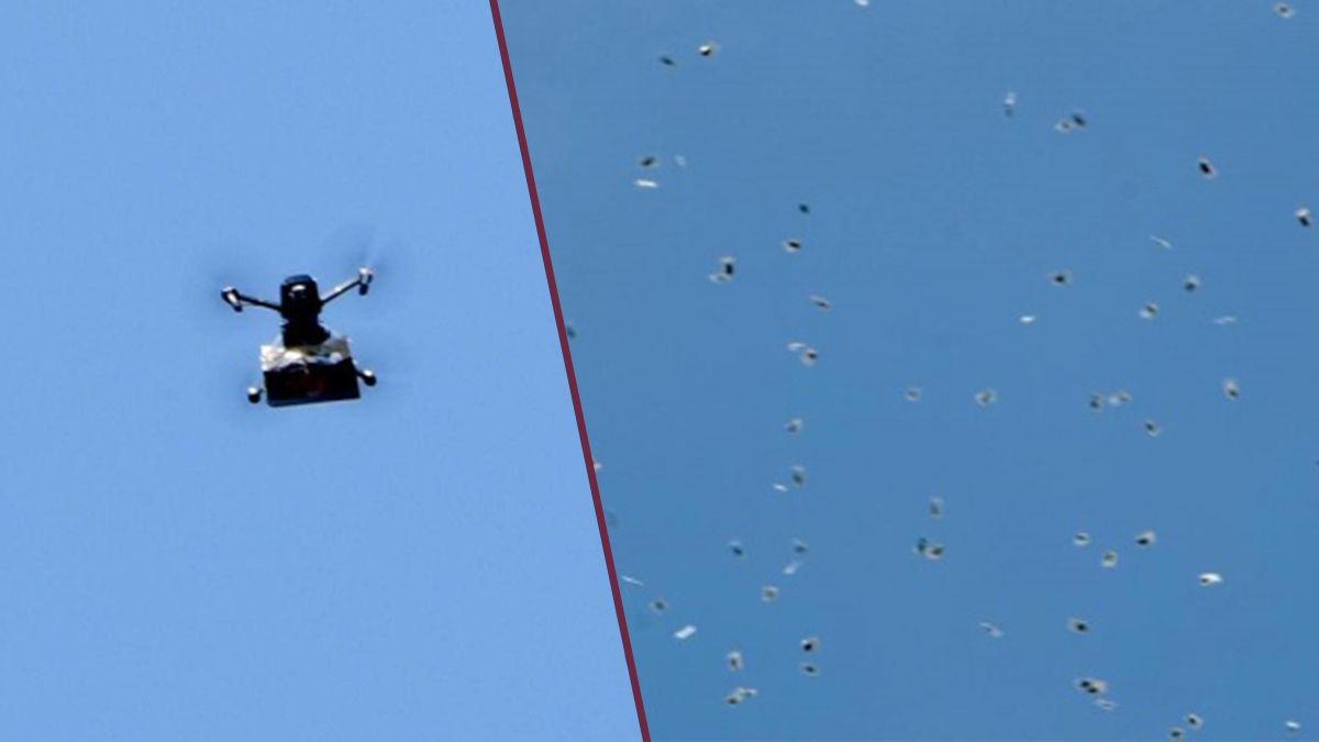 24 Morelos Llueven bolsitas de marihuana en israel