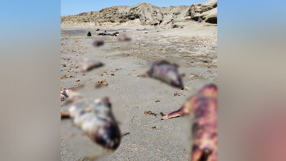 24 Morelos Lobos Marinos BCS