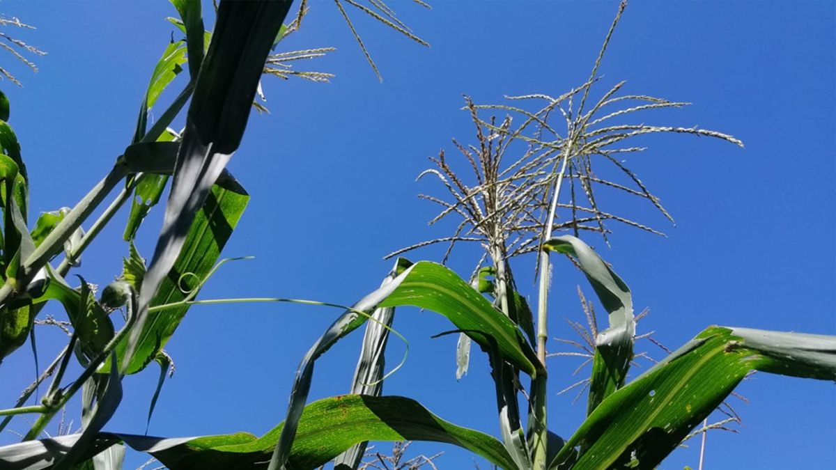 24 Morelos Campo maíz