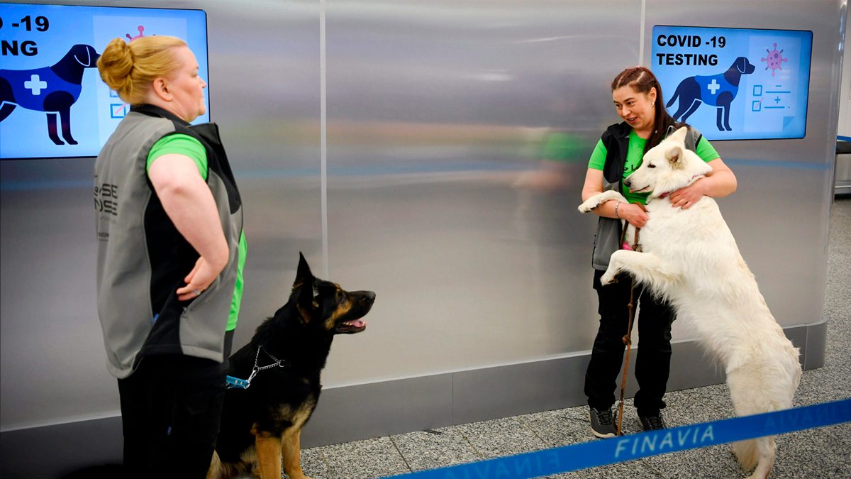 24 Morelos Perros COVID