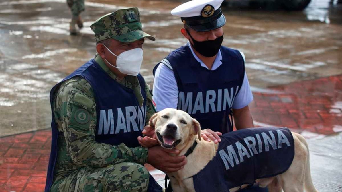 24 Morelos Perro Tabasco