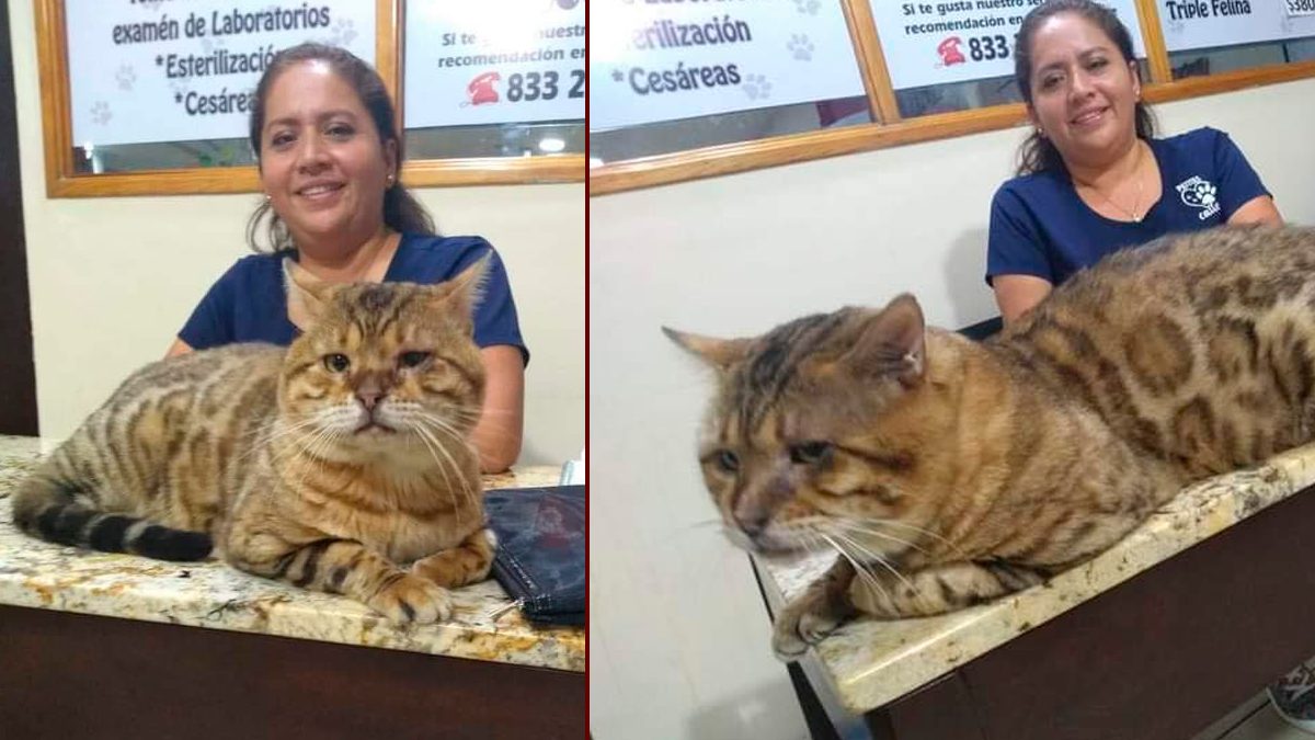 24 Morelos Gato gigante