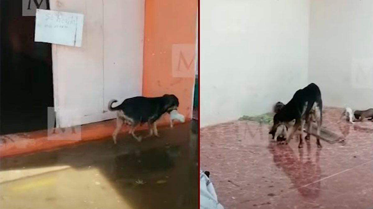 24 Morelos Perrita Tabasco