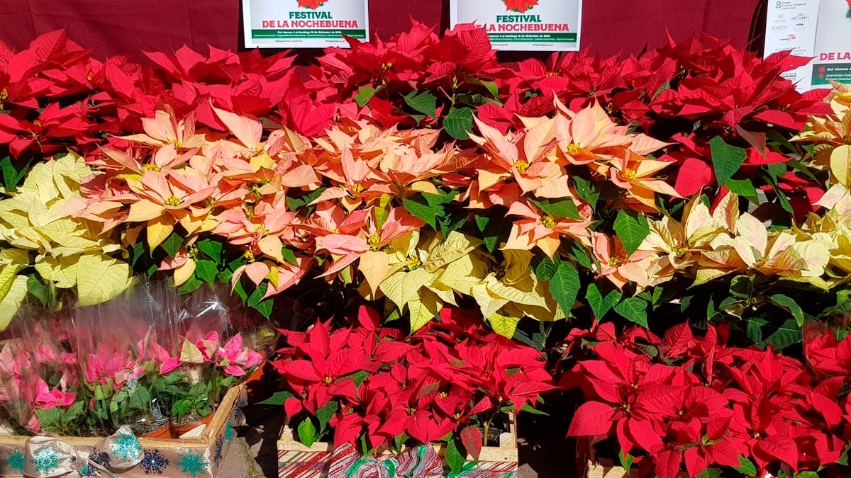 24 Morelos Nochebuena