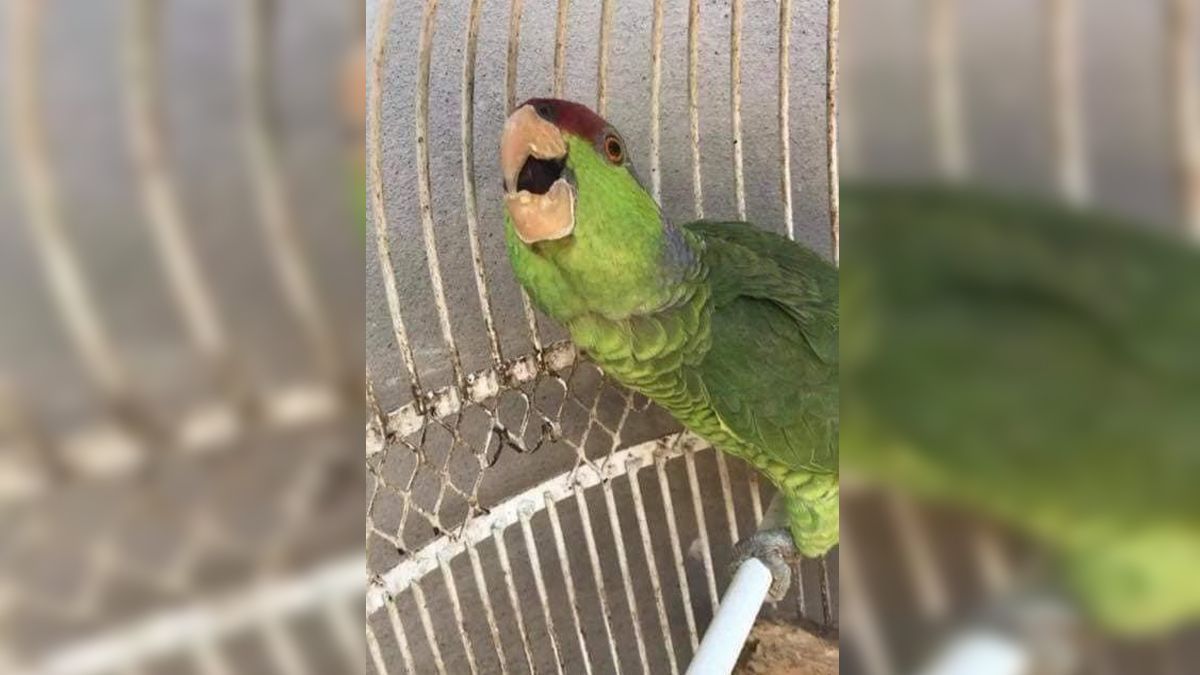 Roban restaurante en Jojutla; se llevan hasta al perico