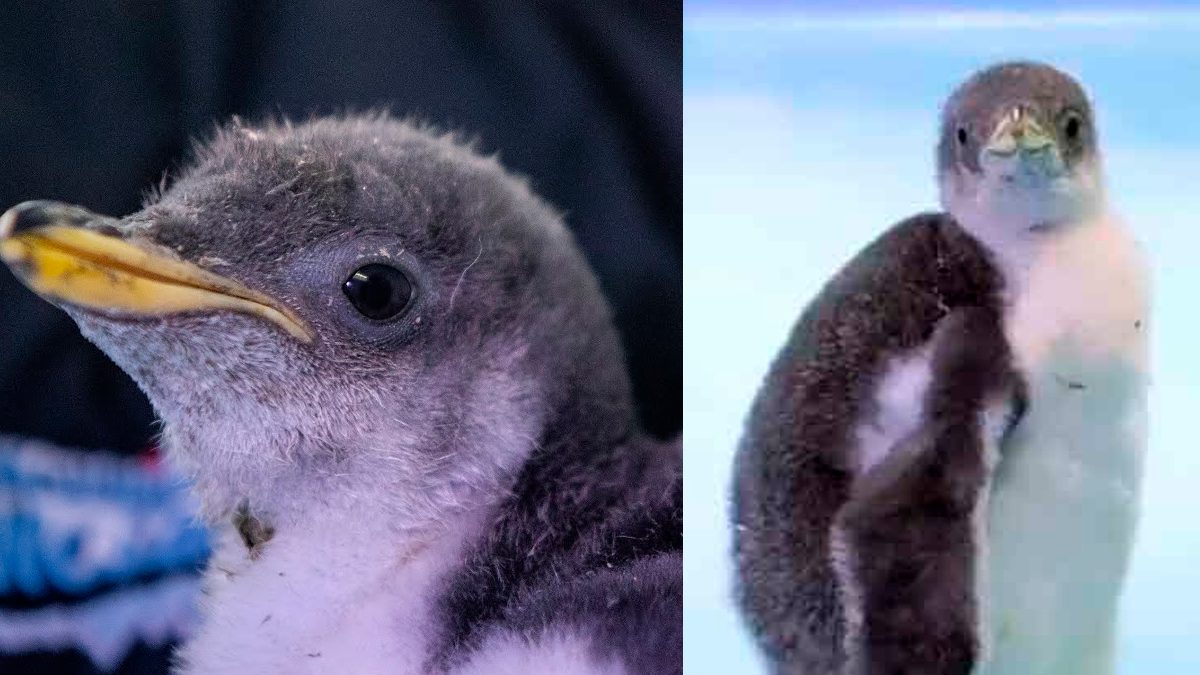 24 Morelos Pingüino Alex