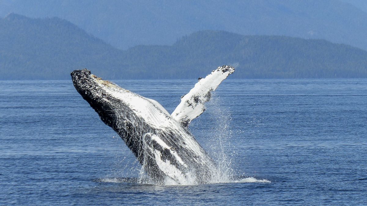 Nacen crías de ballena gris en Baja California Sur