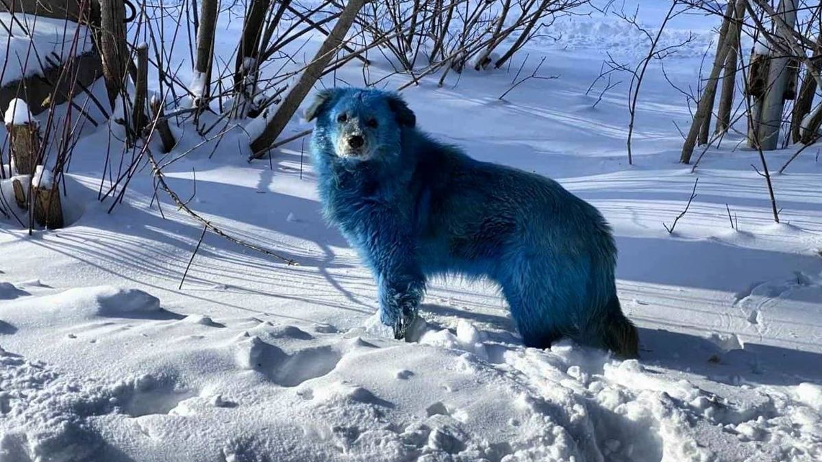 Aparecen perros color azul en Rusia; investigan la causa