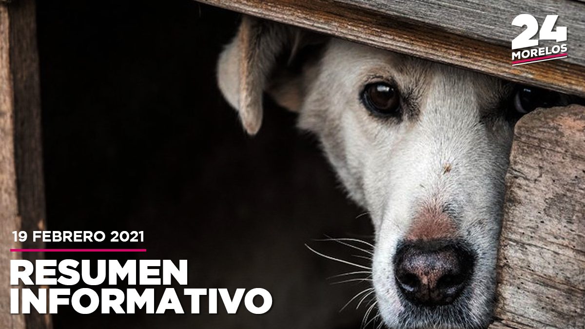 Aumenta maltrato animal en Morelos