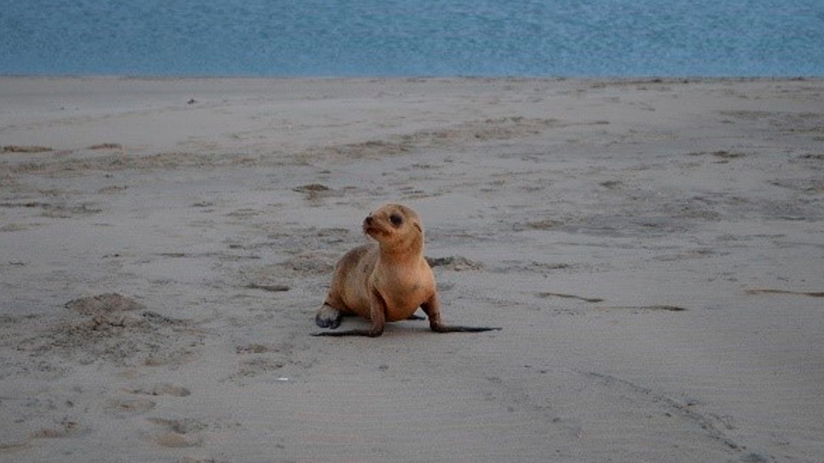 24 Morelos Lobo Marino