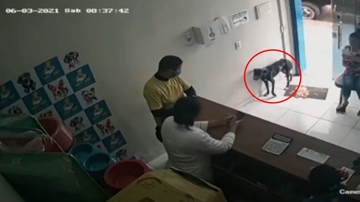 Perro callejero llega solo a veterinaria para ser atendido