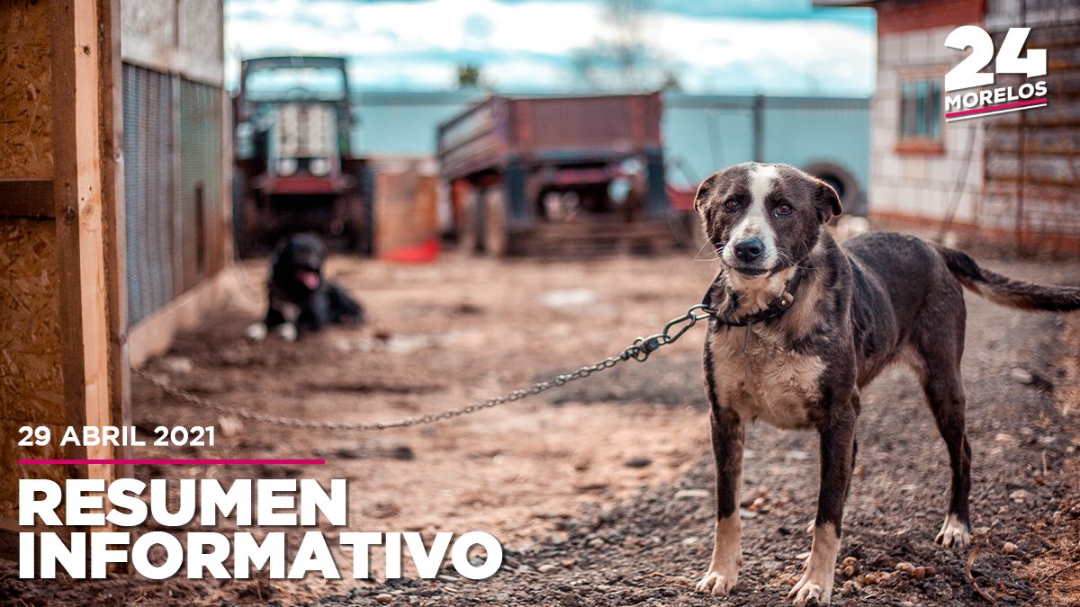 Buscan el fin del maltrato animal en Morelos