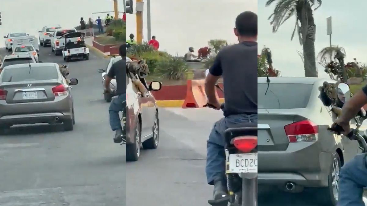 Tigre de Bengala pasea por malecón de Mazatlán
