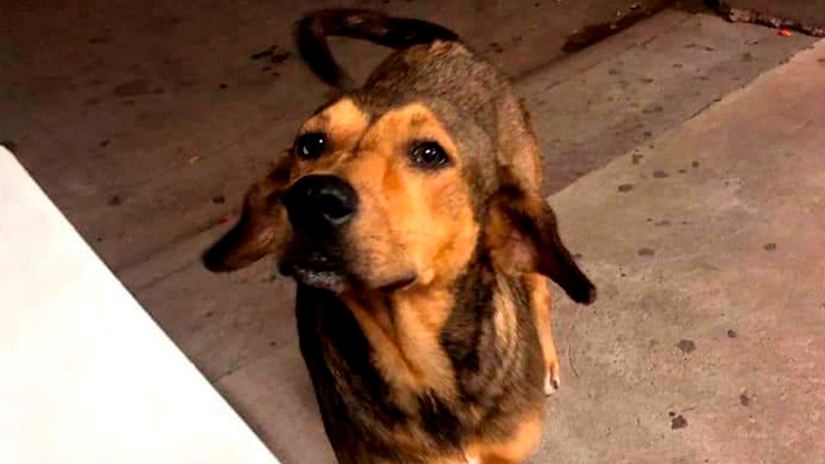 24 Morelos Perro Rodolfo