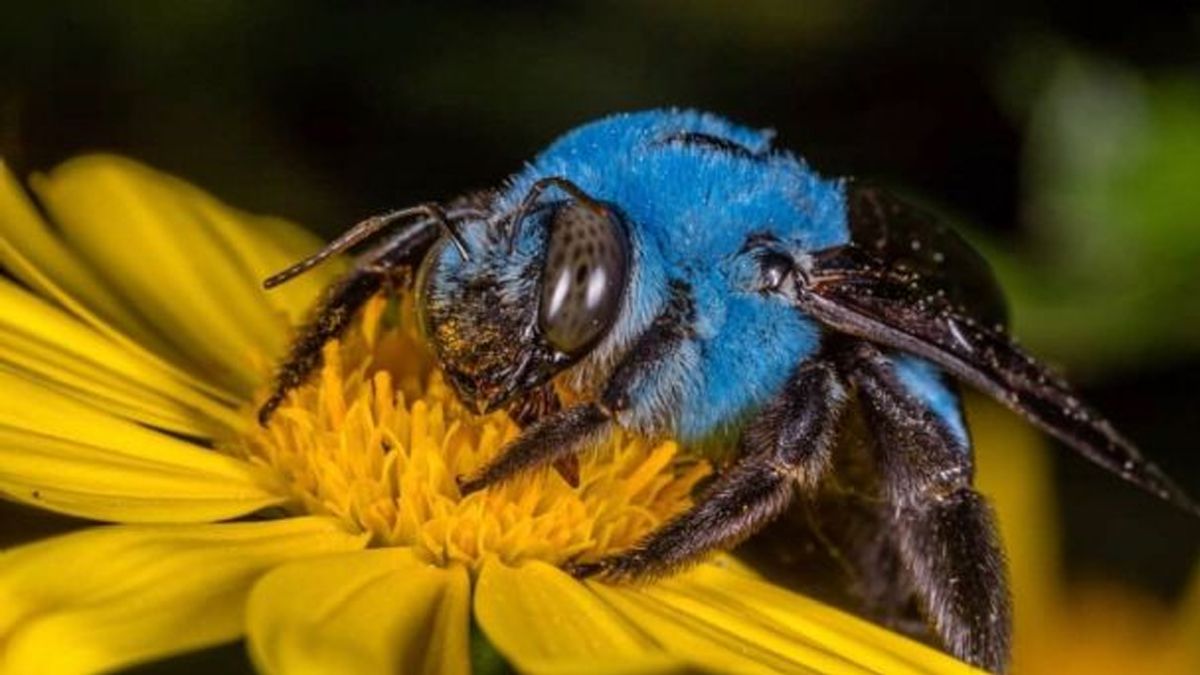 Encuentran abejas azules que se creían extintas