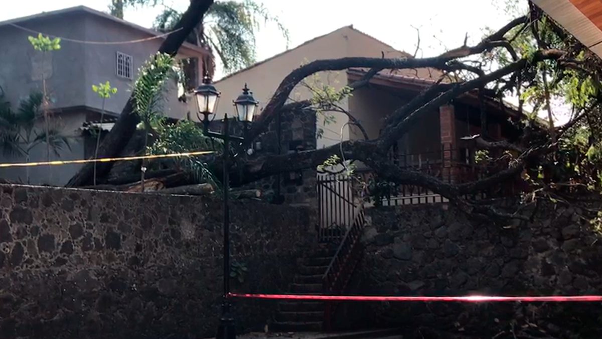 24 Morelos Árbol Caído