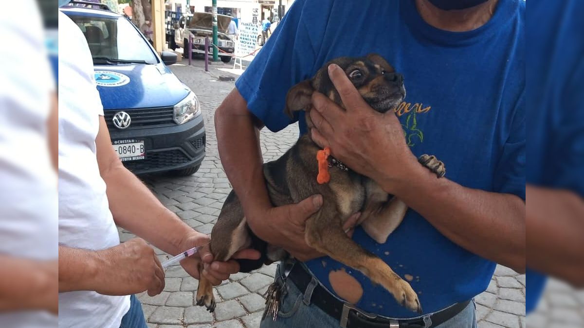Realizan campaña de vacunación antirrábica en La Lagunilla