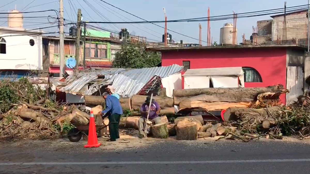 24 Morelos Árbol caído en Cuernavaca