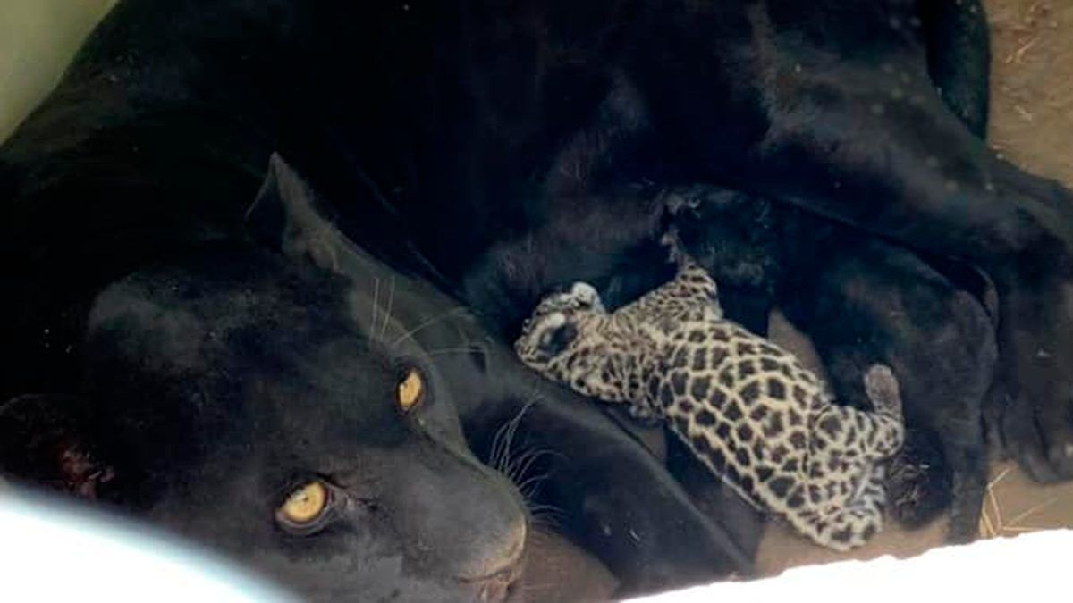 24 Morelos Crías de jaguar en San Luis Potosí