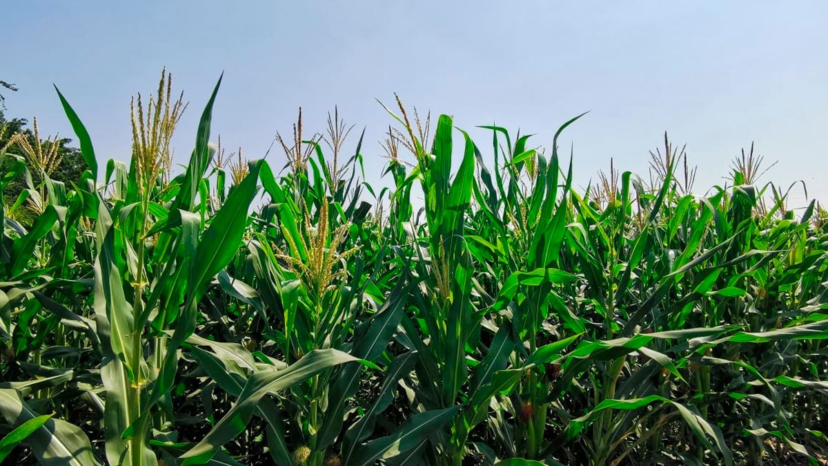 Continúan conflictos agrarios en 6 municipios de Morelos