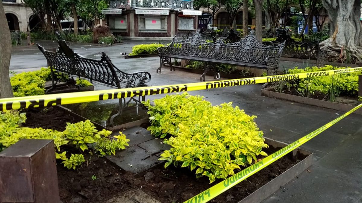 Buscan salvar árboles del Centro de Cuernavaca