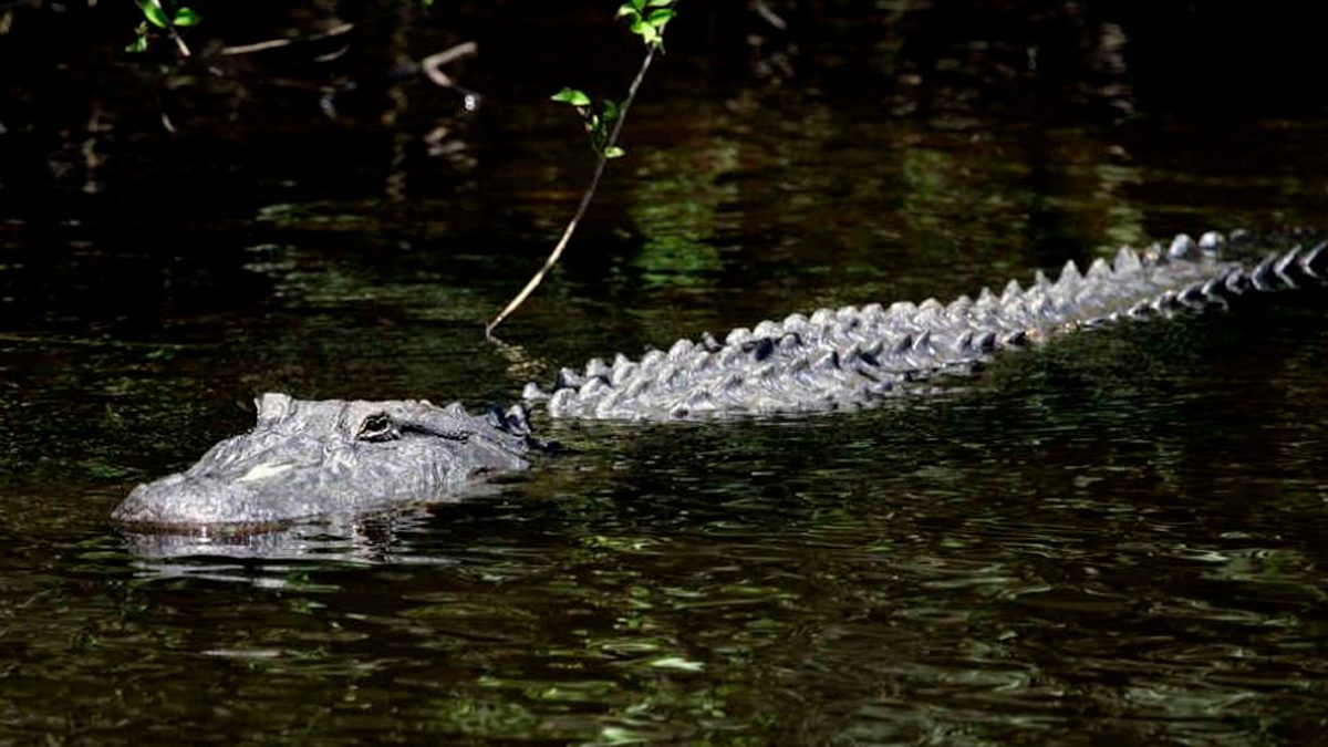 24 Morelos Cocodrilo