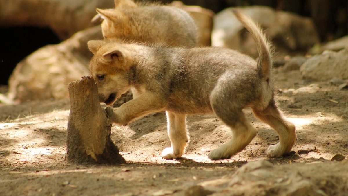 24 Morelos Cachorros de Lobo mexicano