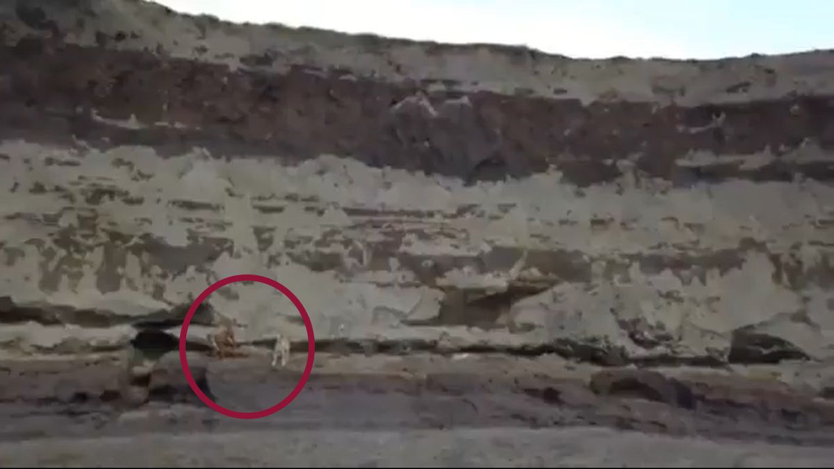 ¡Milagro! Spay está vivo y hay otro can dentro del socavón de Puebla