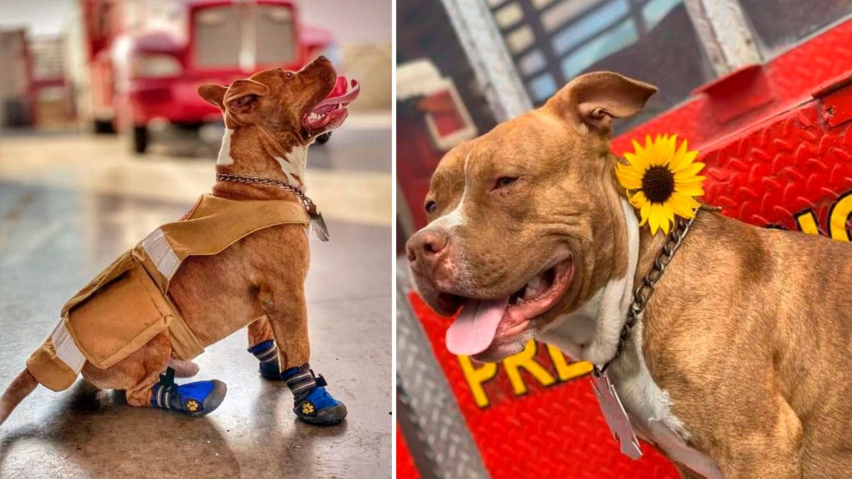 Piden ayuda para localizar a “Canelo”, perro rescatista en Nuevo León