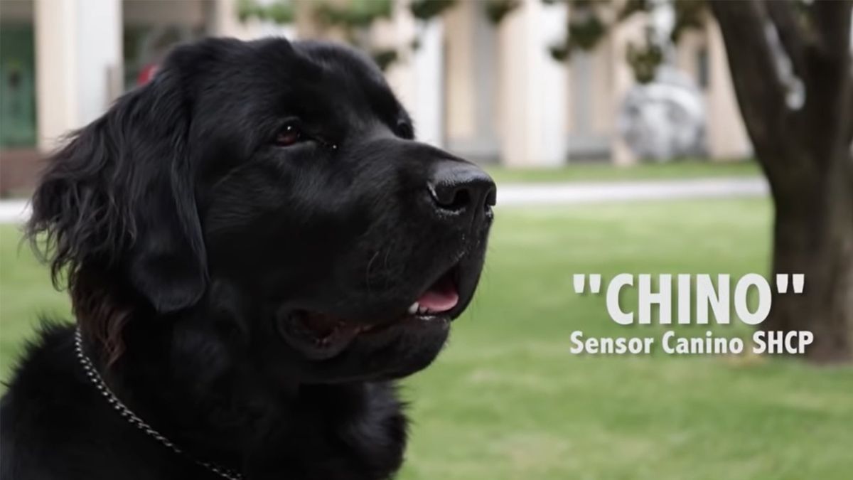 Conoce a “Chino”, el perro que cuida Palacio Nacional y a AMLO