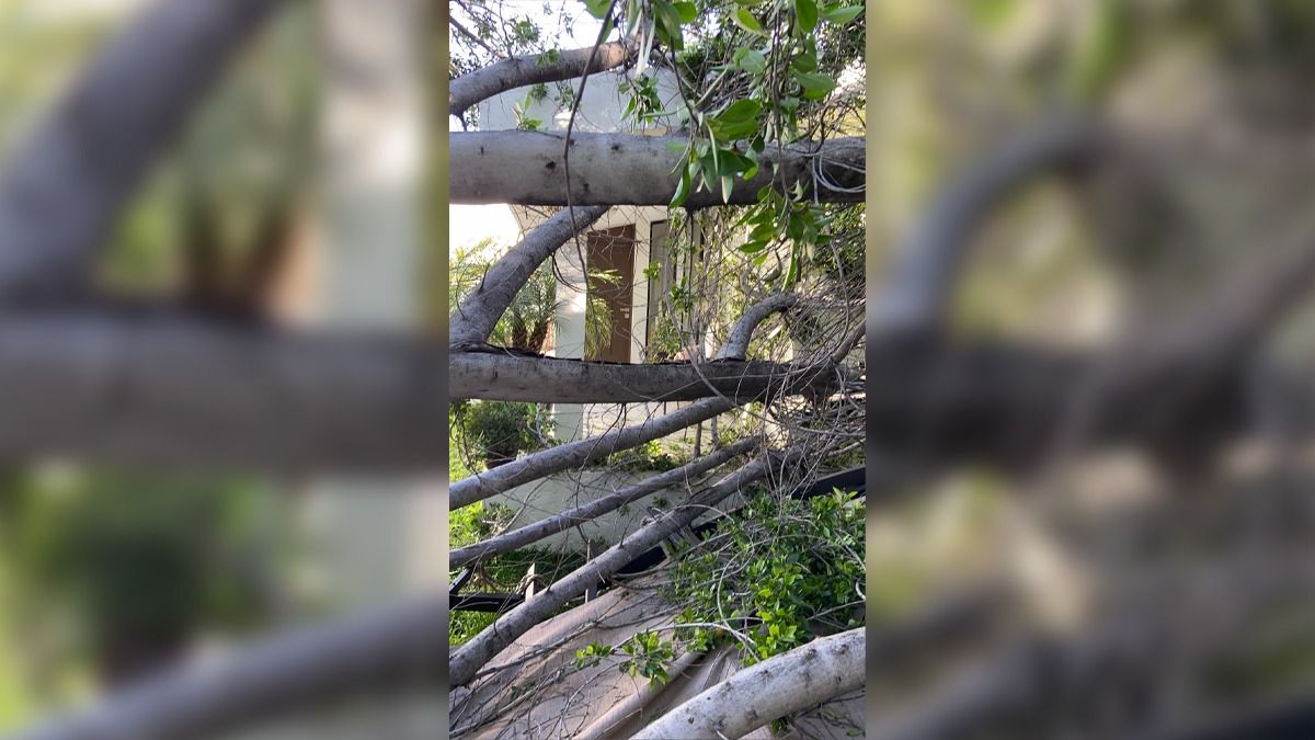 No aguantó la fuerza del viento