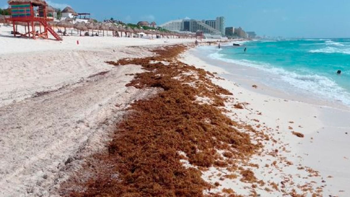 PERSISTE SARGAZO EN EL CARIBE MEXICANO
