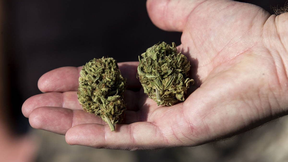 Buscan producir marihuana legal en este municipio de Morelos