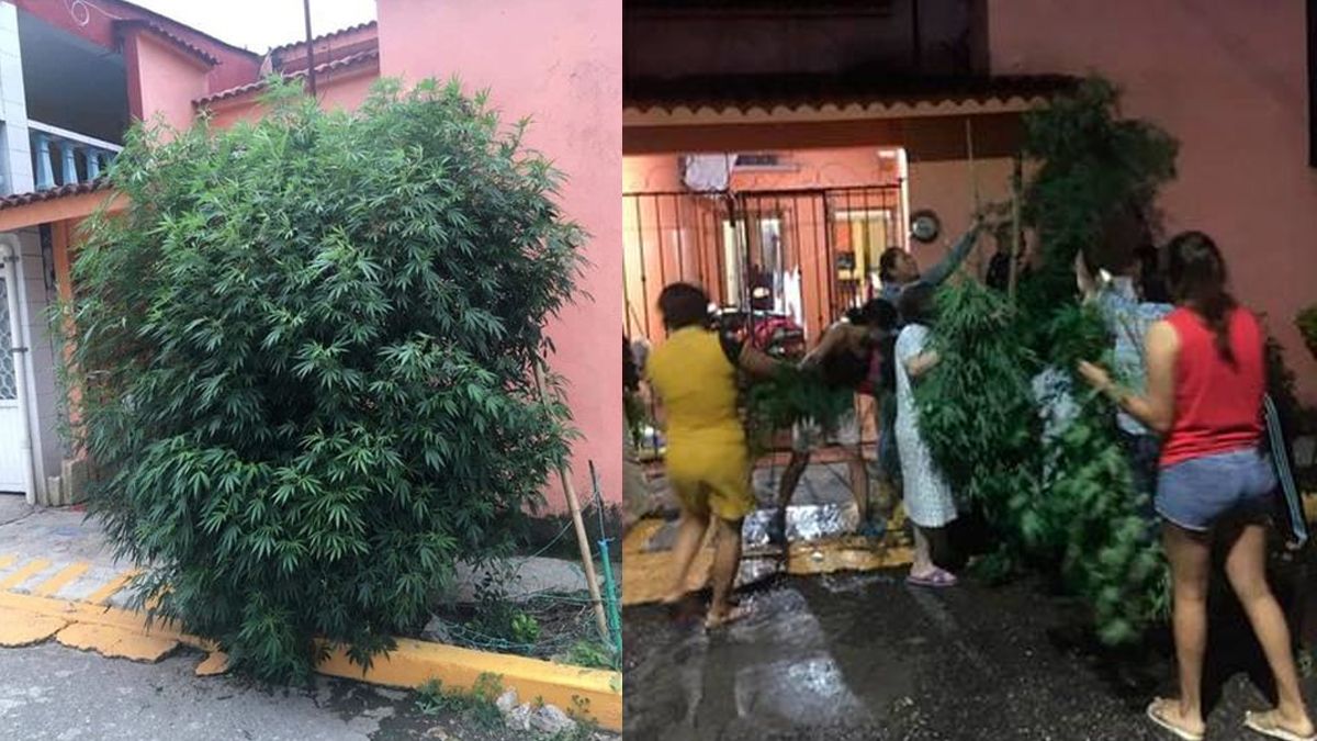 Vecinos se unen para proteger planta de marihuana comunitaria