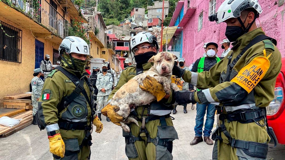 Perro_rescatado_Chiquihuite