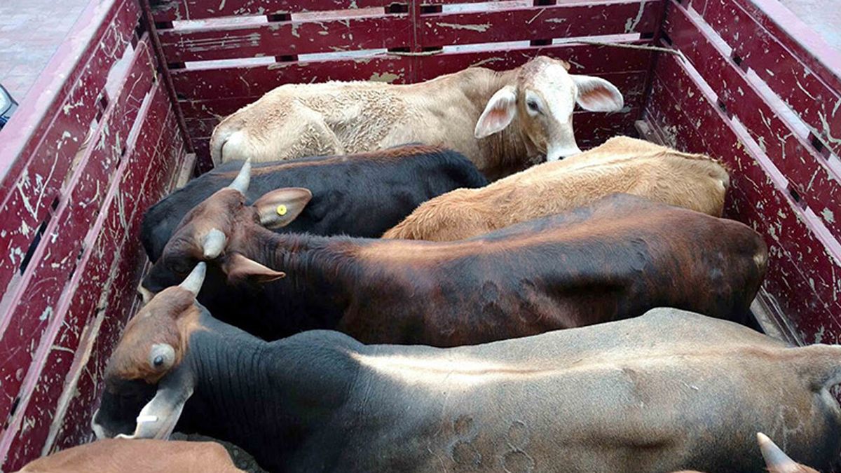 Piden que abigeato sea considerado delito grave en Morelos