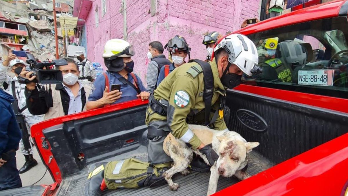 Rescatan a perrito debajo de los escombros en Tlalnepantla