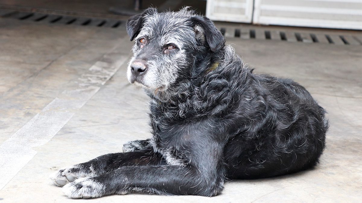 Chapu, perrito del MMAC Cuernavaca