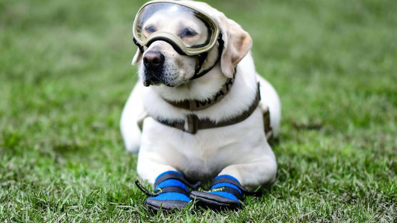 Recuerdan las hazañas de Frida Marina