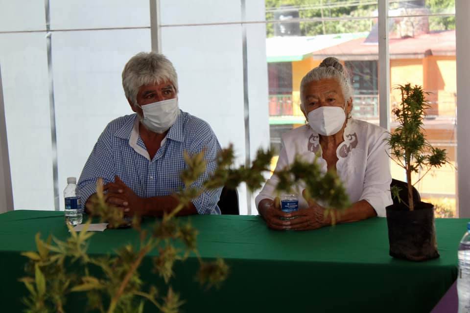 Campesinos de Tetecala proponen talleres sobre la siembra de cannabis