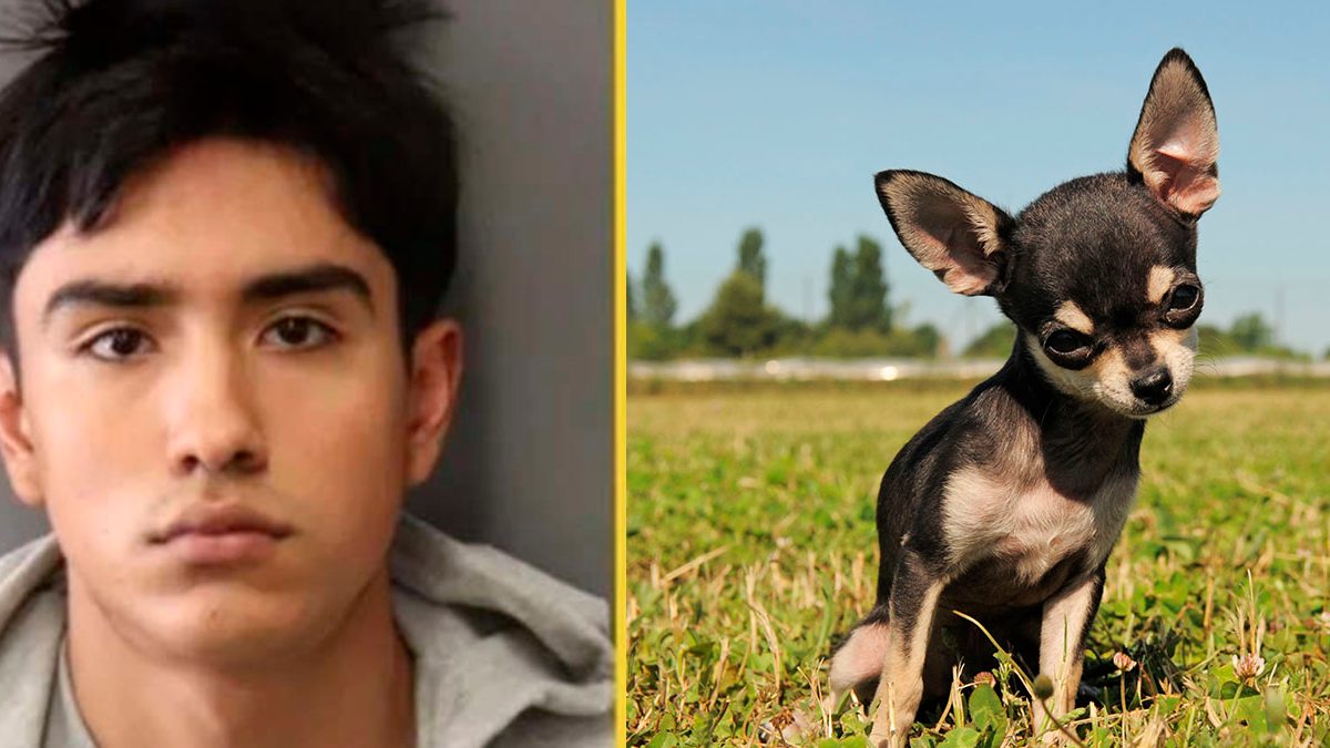 Joven que torturó a perro chihuahua