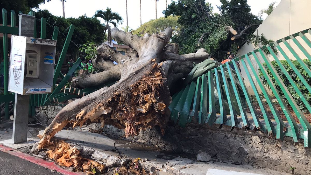 Caen tres árboles tras fuertes vientos y lluvias en Cuernavaca