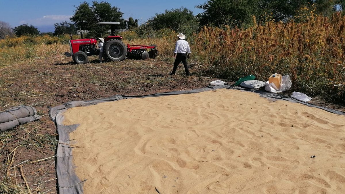 Comienza temporada de trilla de amaranto en Temoac