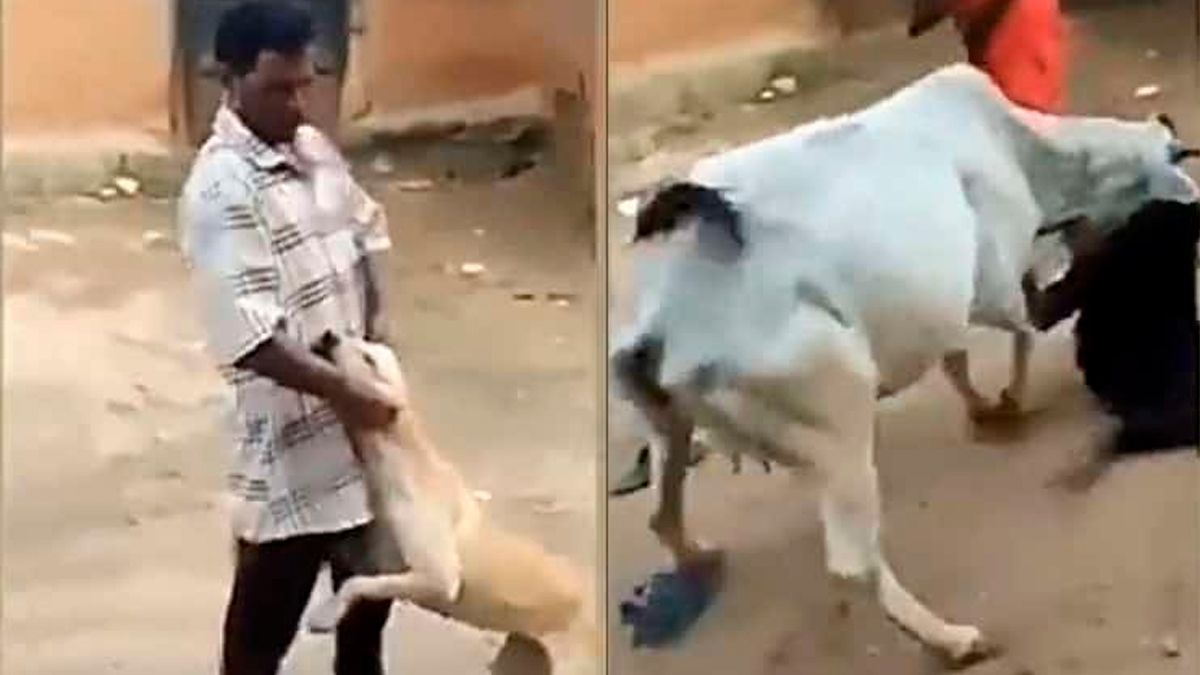 Vaca defiende a perrito que era maltratado en la India